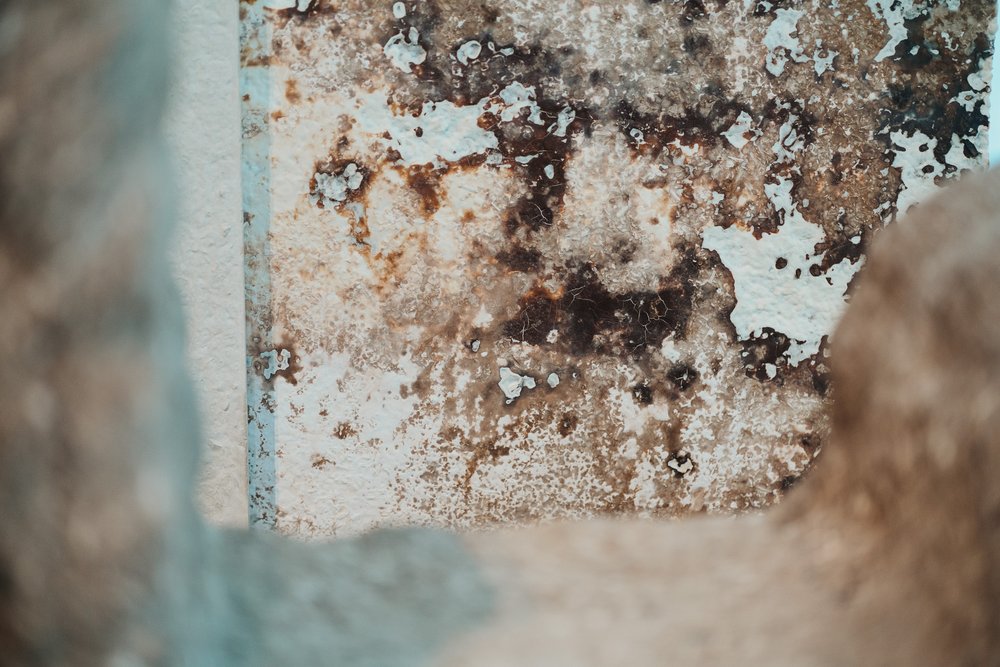 Damp & Mould advice | Connecting Care for Children